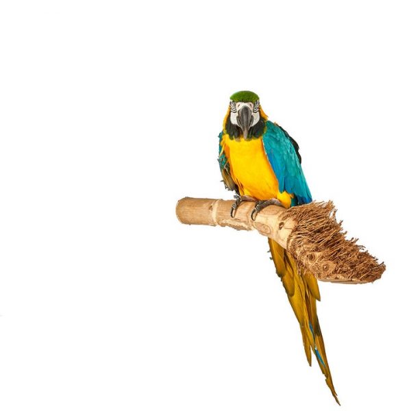 Java bamboo perch large