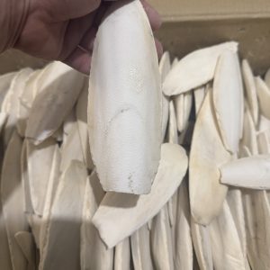 Cuttlebone 1kg